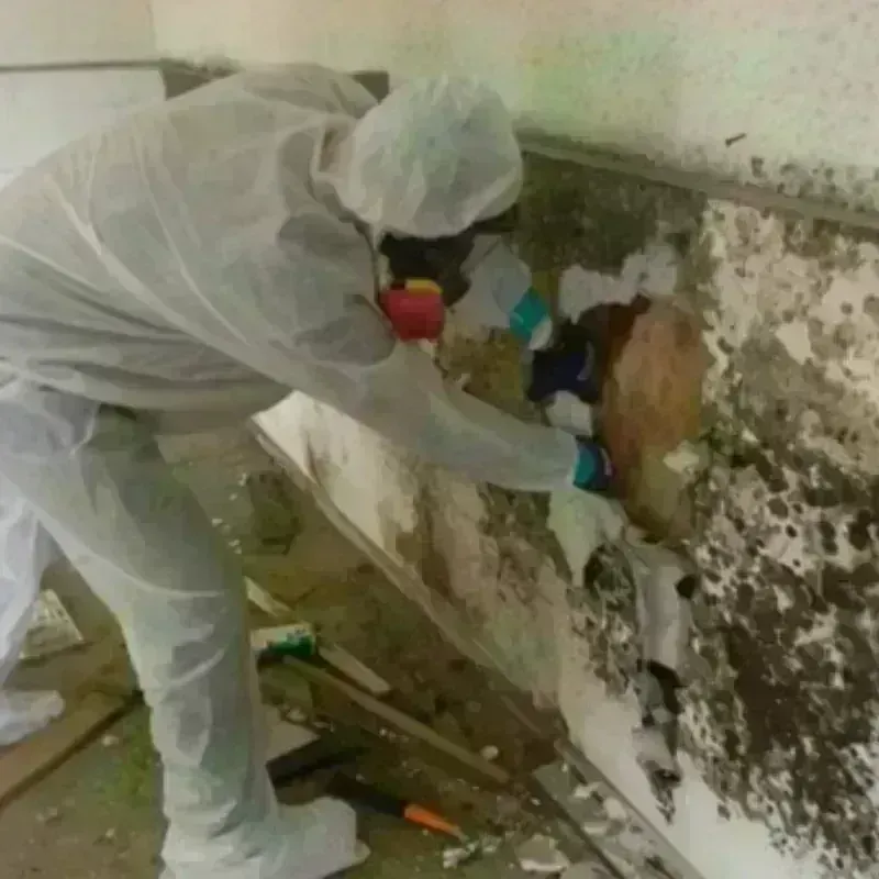 Mold Remediation and Removal in Dodson Branch, TN